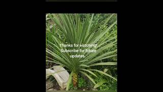 Cordyline Australis timelapse 2 years of growth zone 8 climate uk [upl. by Luehrmann]