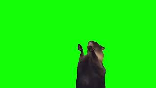 Green Screen Screaming Cat Meme [upl. by Nilra]