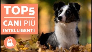 TOP 5 cani più INTELLIGENTI del mondo – Cani più intelligenti classifica [upl. by Kerwon]