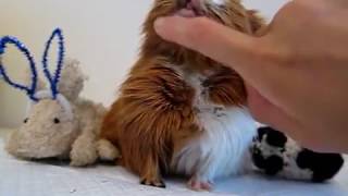 Guinea pig sounds purring and chutting chubbling  muttering [upl. by Cherice]