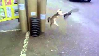 Cat Catches pigeon but gets run over [upl. by Nevin388]