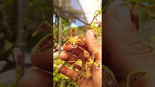 Encyclia Oncidioides quotRed Lipquot [upl. by Anirbed]