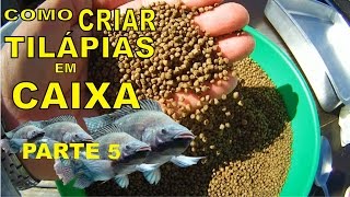 COMO CRIAR TILÁPIAS EM CAIXA DÁGUA PARTE 5 [upl. by Clawson]