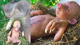 This Farmer Discovered Something Weird Under His Corn Field [upl. by Whorton]