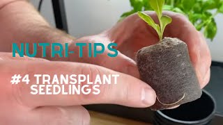 Nutritips 4 Transplant seedlings – how to prepare your seedlings to start growing in the Nutritower [upl. by Goldman]