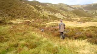 BEST VIDEO  chasse en écosse  la grouse au chien darrêt [upl. by Gladine468]