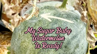 Sugar Baby Watermelon Is It Worth Growing [upl. by Eibba816]