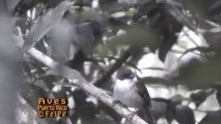 Llorosa de Puerto Rico Puerto Rican Tanager Nesospingus speculiferus ENDEMICA [upl. by Enneyehs]