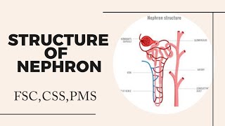 Nephron Structure Nephron class 12 Nephron diagram Nephron [upl. by Ttiwed]