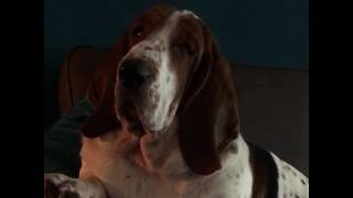 Grumpy bassethound [upl. by Etnad]