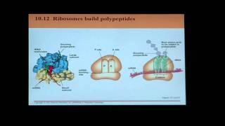 Biology Help BIO 123 Chapter 10 Part 1 Transcription and Translation [upl. by Arden]