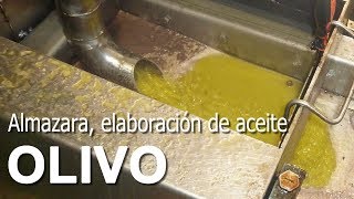 Almazara Procesado de Aceituna Elaboración de Aceite [upl. by Colp]