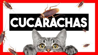 😸Video para GATOS Bebés JUEGO de CUCARACHAS en la Pantalla [upl. by Ntsud]