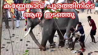 കണ്ണേങ്കാവ് പൂരത്തിനിടെ ആന ഇടഞ്ഞു kannenkavu pooram elephant attack [upl. by Cohlier144]