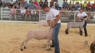 FFA Sheep Show [upl. by Arenahs]