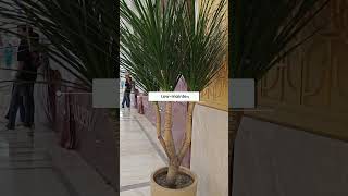 Dracaena australis Cordyline australis Cabbage palm ornamental Gardenshorts [upl. by Zicarelli]