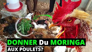 VOICI la plante qui sauve DANS Lélevage des poulets en Afrique MORINGA  PLANTE MIRACLE [upl. by Ynohtnakram]