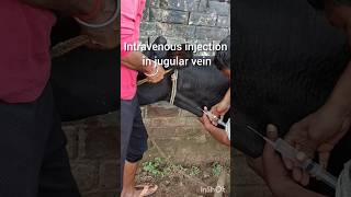 intravenous injection in jugular vein of Buffaloamp cow पशु के गले के नस में सुई लगाने का सबसे आसन तर [upl. by Arrais]