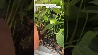 Growing Indoor Plants in Leca  Anthurium Warocqueanum thegreenearth anthurium plants [upl. by May456]