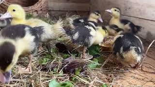 Muscovy ducklings in our rescue centre [upl. by Eldred]