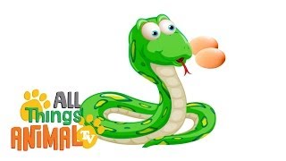 SNAKES   Animals For Kids  All Things Animal TV [upl. by Gwenore452]