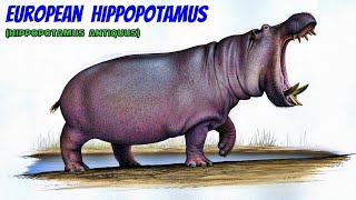 European Hippopotamus Hippopotamus antiquus [upl. by Pitts]