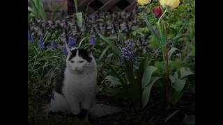 TOP 4 des méthodes pour éloigner les chats de son potager [upl. by Strang]