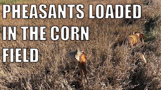 PHEASANTS LOADED IN THE CORN FIELDS  CATCH amp COOK [upl. by Eiramyllek]