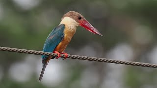 Birding Sri Lanka 2024 Part 5 Bundala National ParkPonds and gardens around Tissamaharama [upl. by Opaline]