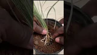 Grow Spider Plant from Cuttings shorts spiderplants [upl. by Prochoras]