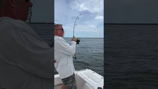 Trolling for Blue Fish in the Barnegat Bay NJ fishing fishingvideo fishingfreaks [upl. by Thrift327]