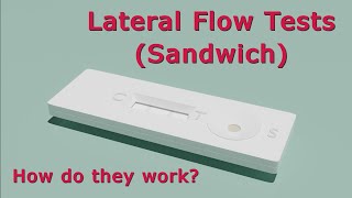 How Do Lateral Flow Tests Work  Animated [upl. by Blynn]