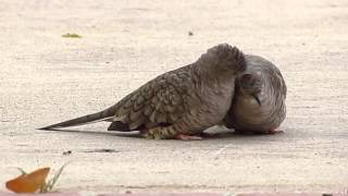 Inca Dove allopreening [upl. by Alvin]