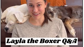 Layla the Boxer QampA Top 10 Follower Questions [upl. by Eniamsaj]