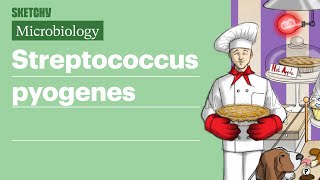 Streptococcus pyogenes Infection Fundamentals  USMLE Step 1  Sketchy Medical [upl. by Ojibbob480]