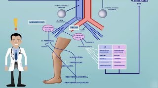 TEMA 2 FARMACOCINÉTICA VCI  SISTEMA PORTA  EFECTO DE PRIMER PASO HEPÁTICO Farmacología [upl. by Arayt]