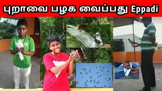 புறாவை பழக வைப்பது Eppadipura🕊️pura valarpathu eppadi⭕pura valarpu in tamilpura koonduMy Hobby [upl. by Civ]