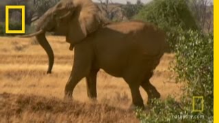 Saving Elephants from Harm  Great Migrations [upl. by Oiratno415]