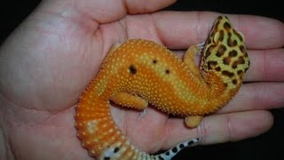 How to handle your leopard gecko [upl. by Alahs472]