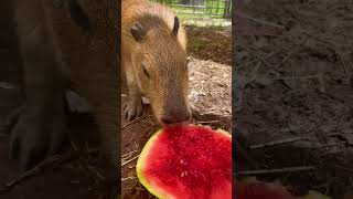 Capybara Loves Watermelon [upl. by Hairacaz]