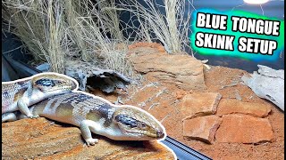 HUGE Naturalistic Blue Tongue Skink Enclosure Setup [upl. by Ewall]