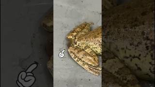 Brother Eww meme trending shorts nature frog outdoors [upl. by Ynohtnad]