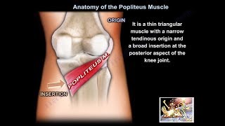 Anatomy Of The Popliteus Muscle  Everything You Need To Know  Dr Nabil Ebraheim [upl. by Charbonneau502]