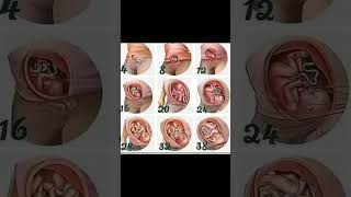 foetus development stages in weeks  inside mother womb 🤰knowledge medical shortvideo share [upl. by Reld]