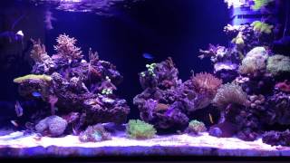 Mix Reef tank  1 I won the battle with dinoflagellates [upl. by Wales951]