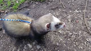 Meet Eddie the Ferret ferret travel animals [upl. by Alien]