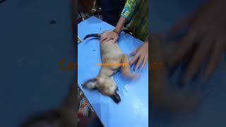 Canine distemper in puppy [upl. by Karrah]