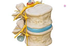 Signal Transmission and Analysis in the Dorsal Column Medial Lemniscus System [upl. by Annoit]