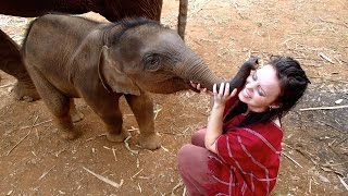 Elephants in Thailand [upl. by Naujek]