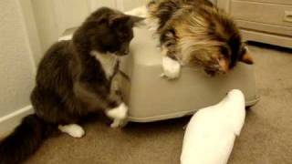 Cats and Parrot playing with box Part 1 [upl. by Nagek973]